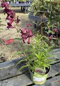 Penstemon 'Rich Ruby' - image 2