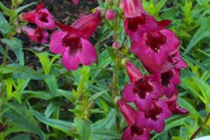 Penstemon 'Rich Ruby'