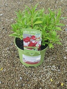 Penstemon 'Rubicundus'