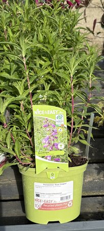 Penstemon 'Sour Grapes'