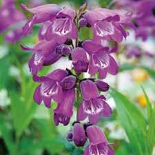 Penstemon 'Sour Grapes'