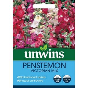 Penstemon Victorian Mix