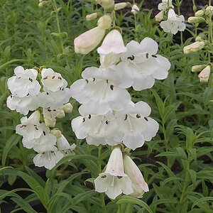 PENSTEMON White Bedder