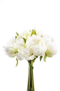 Peony bundle x8 24cm white/green