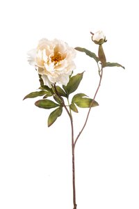 Peony spray cream