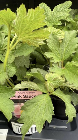 Perennial Mix - image 2