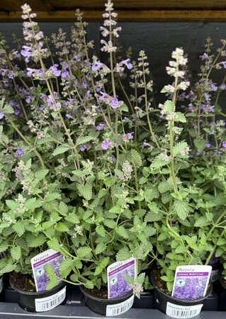 Perennial Mix - image 1