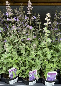 Perennial Mix - image 1