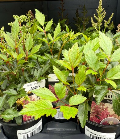 Perennial Mix - image 6