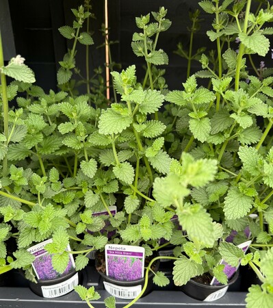 Perennial Mix - image 3