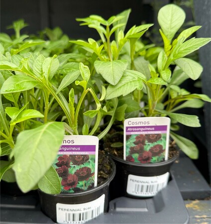 Perennial Mix - image 4