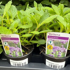 Perennial Mix - image 5