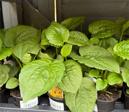 Perennial Mix - image 8