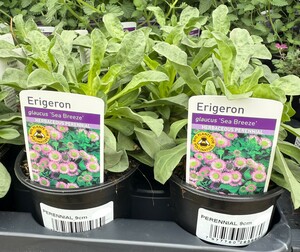 Perennial Mix - image 7