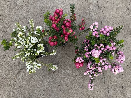 Pernettya mix - image 1