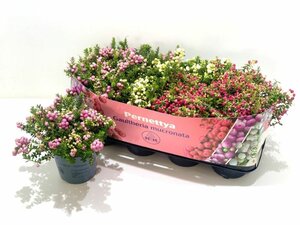 Pernettya mix (Assorted)