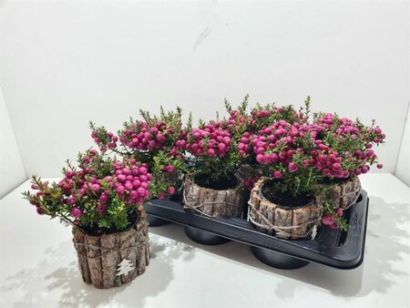Pernettya mix - Wooden pot 15 cm