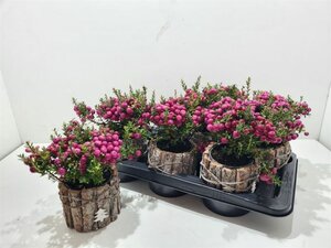 Pernettya mix - Wooden pot 15 cm