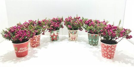 Pernettya mix²  x-mas cup