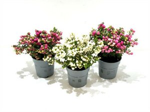 Pernettya  mixed super
