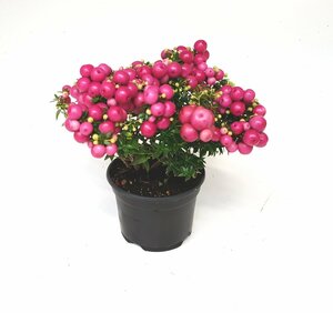 Pernettya pink