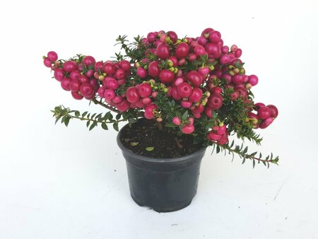 Pernettya red