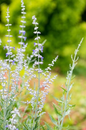 Perovskia atriplicifolia 'Jelena'