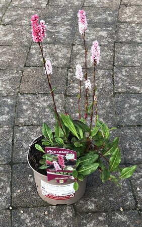 Persicaria aff. 'Superba'