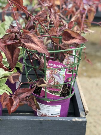 Persicaria 'Red Dragon' ® - image 2