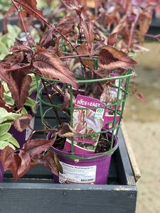 Persicaria 'Red Dragon' ® - image 2