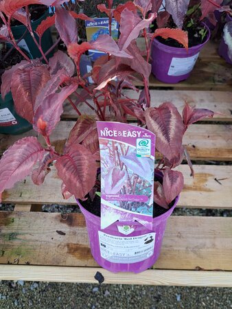 Persicaria 'Red Dragon' ®