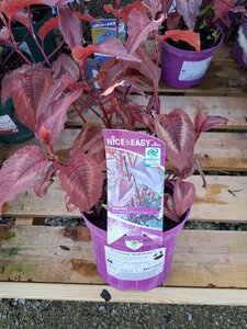Persicaria 'Red Dragon' ®