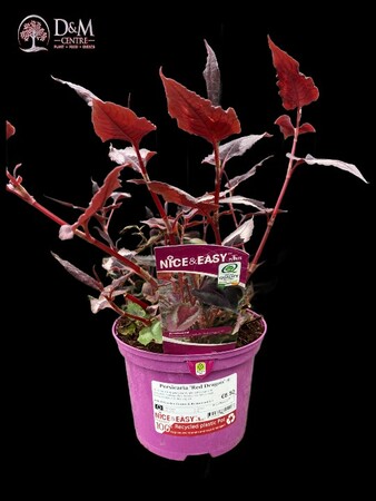Persicaria 'Red Dragon' ® - image 1