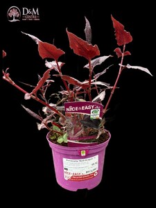 Persicaria 'Red Dragon' ®