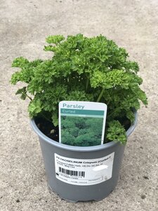 PETROSELINUM Crispum (Curled Parsley)