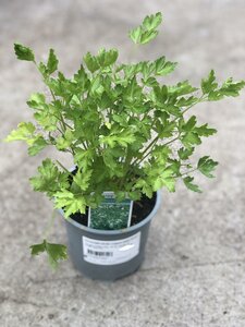 PETROSELINUM vulgare (Flat Parsley)