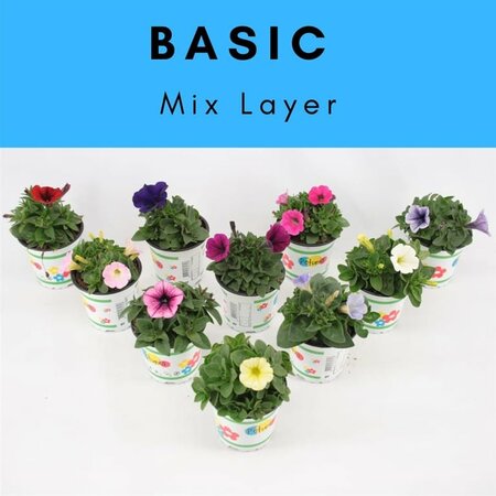 Petunia basic mix