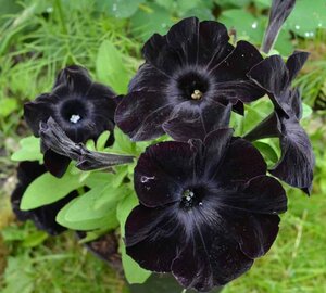 Petunia Black velvet