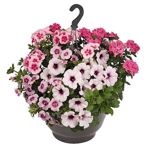 Petunia 'Confetti Garden' hangpot