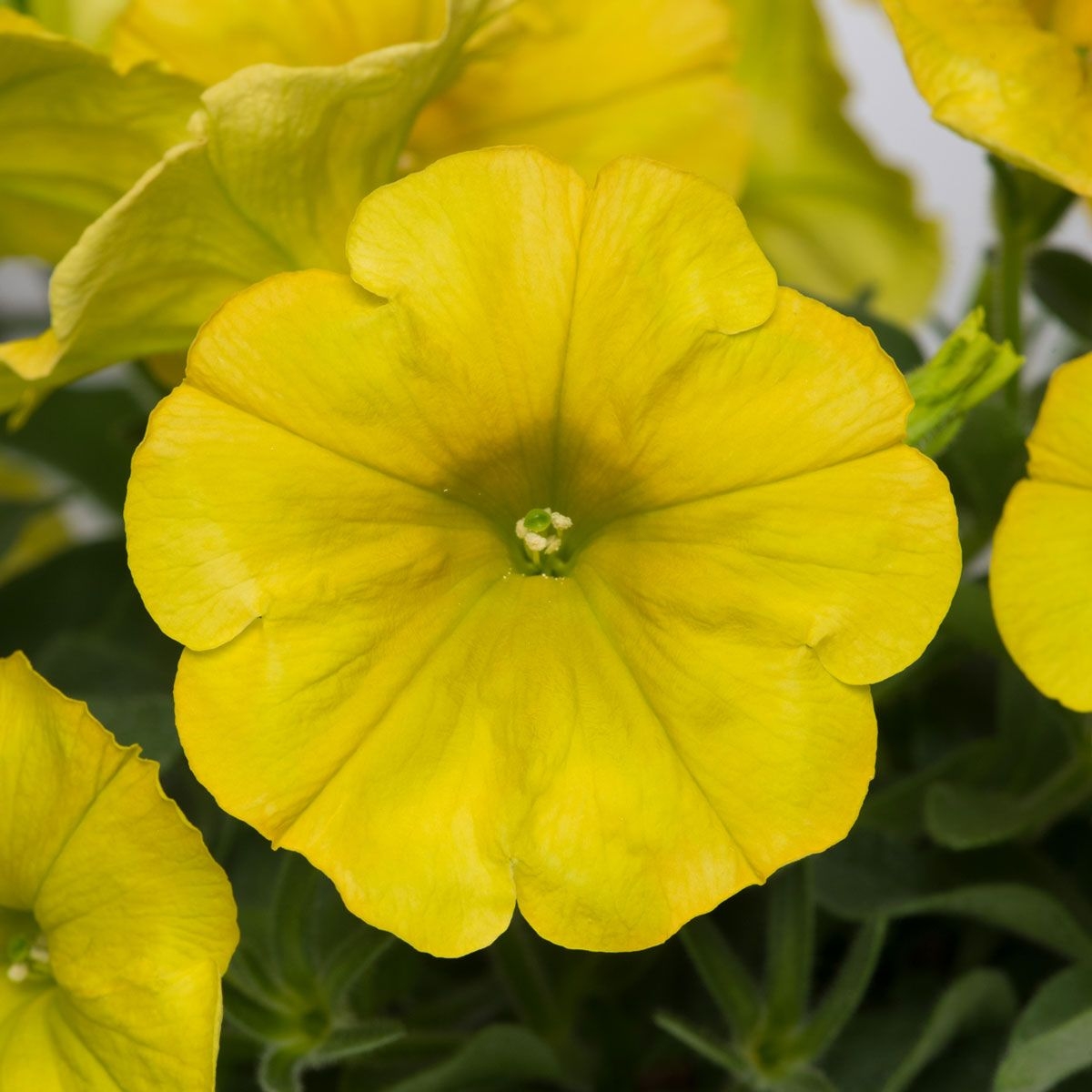 Petunia Hello Yellow D and M Garden Centre