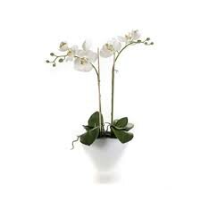 Phalaenopsis plant white 50cm in white oval pot 50cm