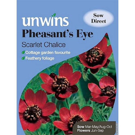 Pheasant's Eye Scarlet Chalice