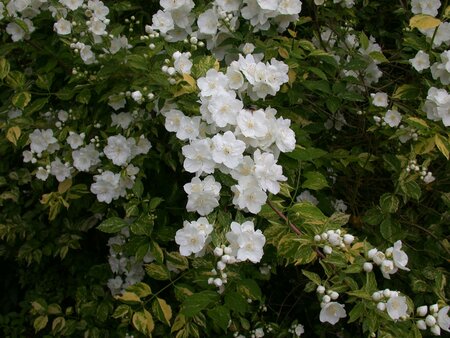 Philadelphus 'Mont Blanc'