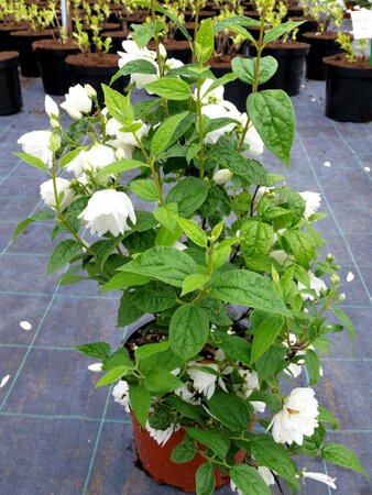 PHILADELPHUS SNOWBELLE RP