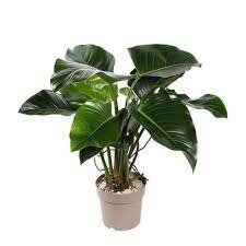 Philo.green beaut
