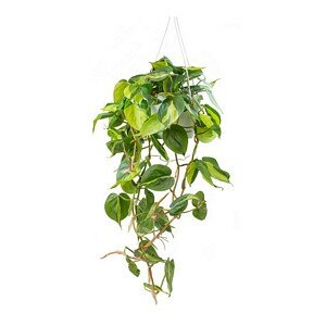 Philo.scandens brazil