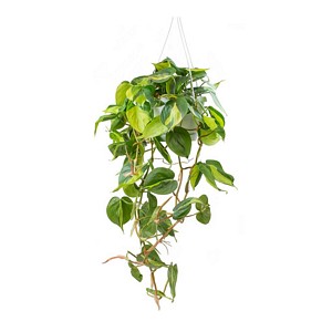 Philo.scandens brazil