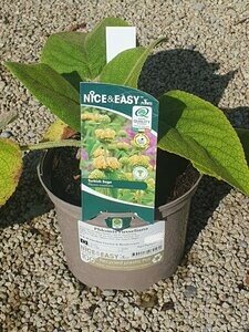 Phlomis russeliana