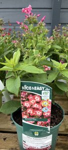 Phlox 'Famous Coral'