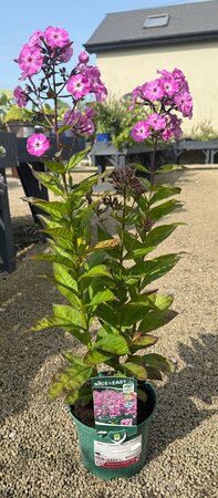 Phlox 'Famous Light Purple' - image 2
